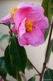 C.reticulata12