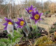 Pulsatilla 2012