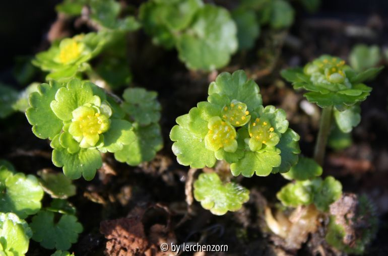 Milzkraut (Chrysosplenium alternifolium)