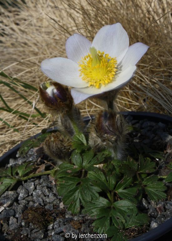 Frühlings-Küchenschelle (Pulsatilla vernalis), 4-jährig