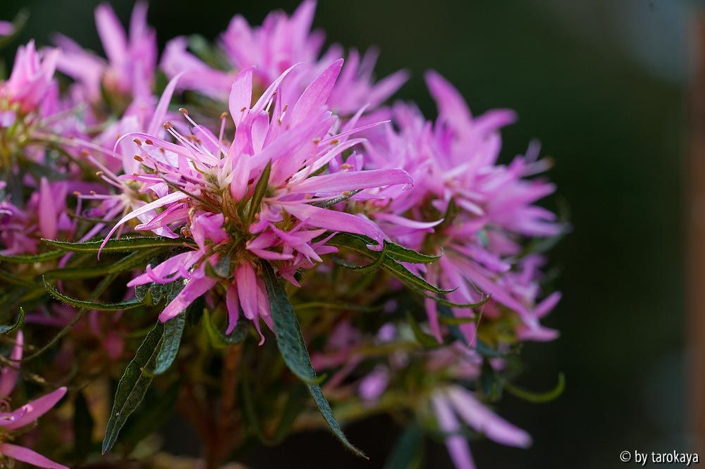 rh. macrosepalum linearifolium2