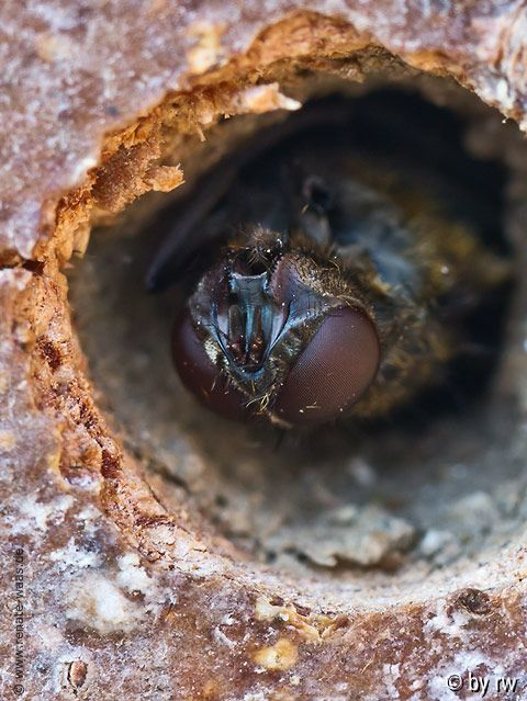 Insektenhotel