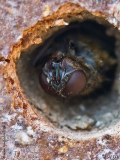 Insektenhotel