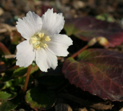 Shortia galacifolia