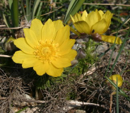 Adonis vernalis