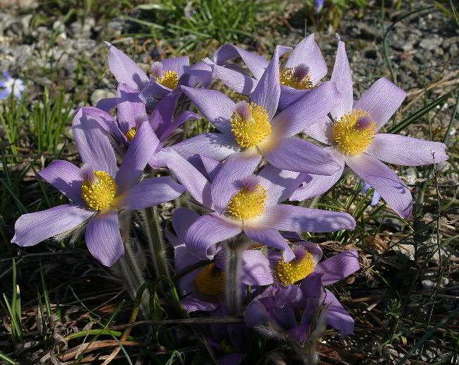 Pulsatilla grandis