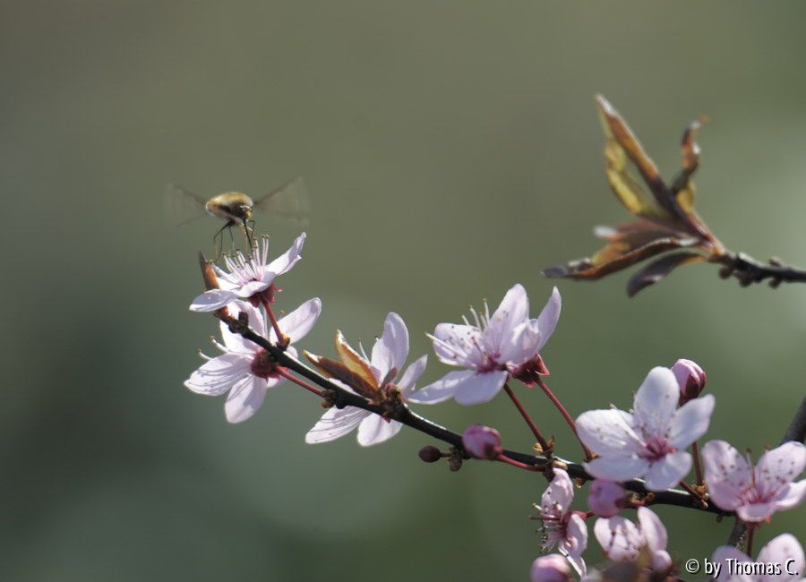 Frühlingsflugbetrieb