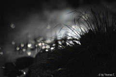 Glitzern am Teichrand