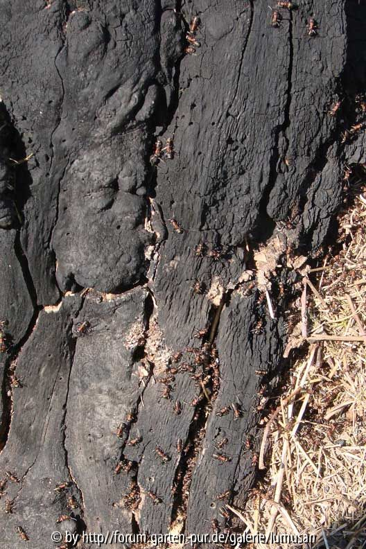 Ameisen im verbrannten Baum