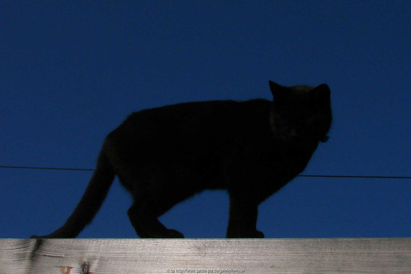 Katze