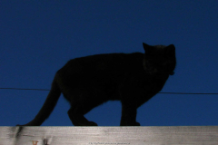 Katze
