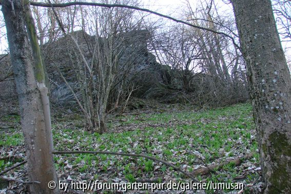 Bärlauchwald