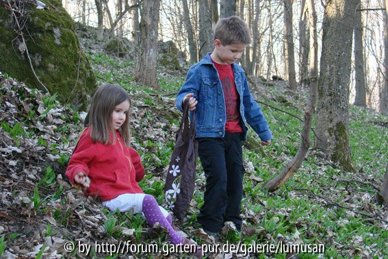 Bärlauchwald1