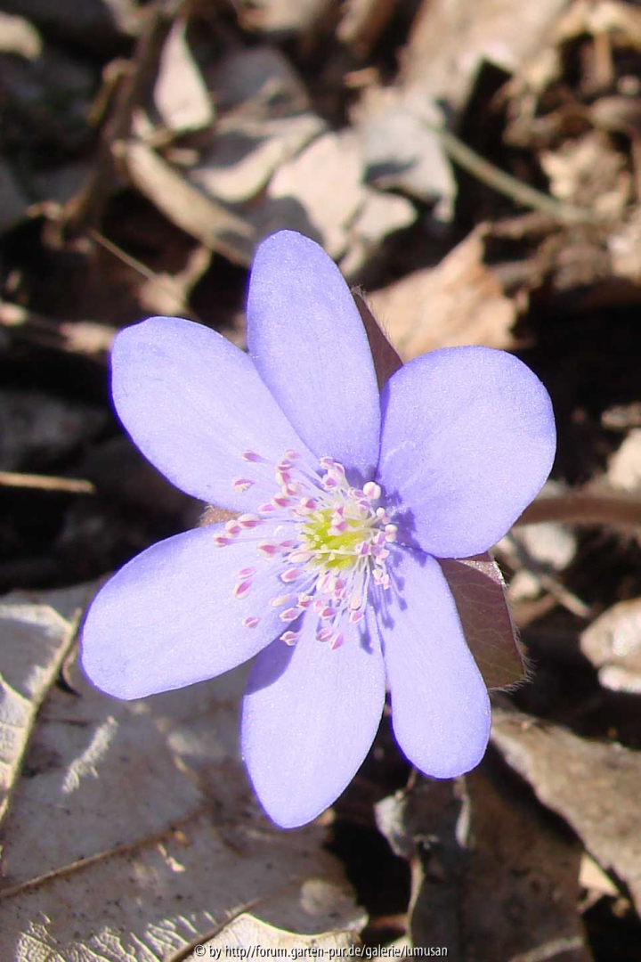 Leberblümchen