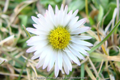 Gänseblümchen