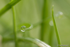 Grüne Tropfenwelt