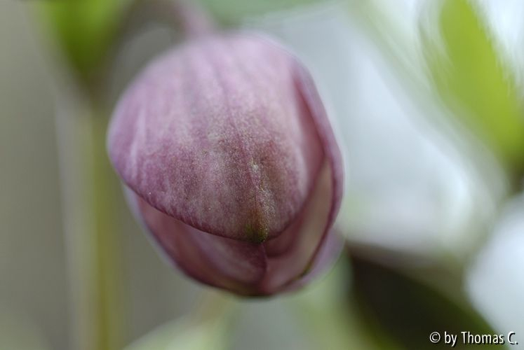 Frühlingsboten 9