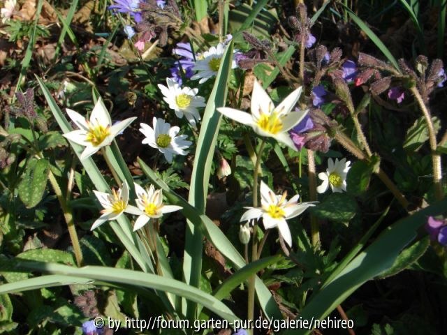 Wildes Frühlingsdurcheinander