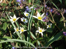 Wildes Frühlingsdurcheinander