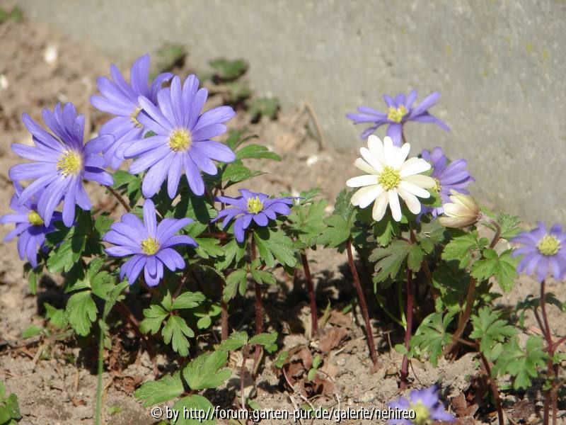 Anemonen