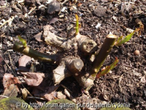 2012-03-27 Evelyn