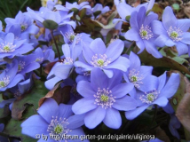 Hepatica nobilis 27-3-12.JPG