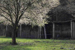 Blütentaumel im Frühlingswind
