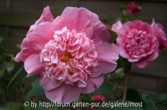 Falsche Rosa anemon.jpg
