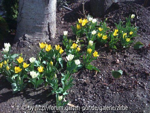 Tulpen unter dem Walnussbaum