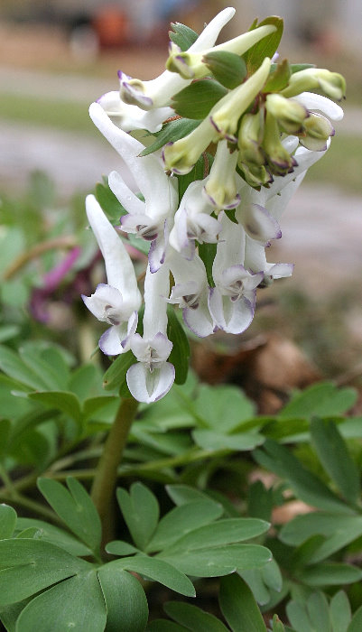 Corydalis solida w