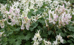 Corydalis malkensis