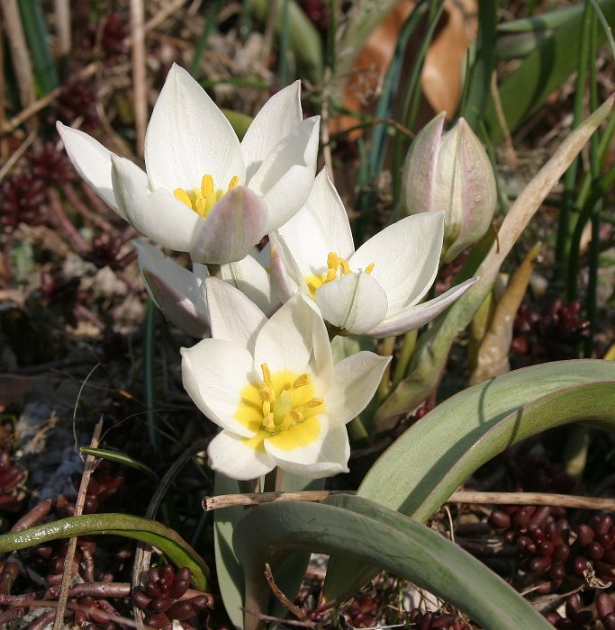 Tulipa polychroma
