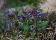Pulmonaria dacica