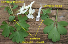 Corydalis malkensis - solida Vergleich