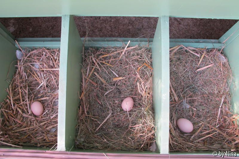 Eier in Nestboxen