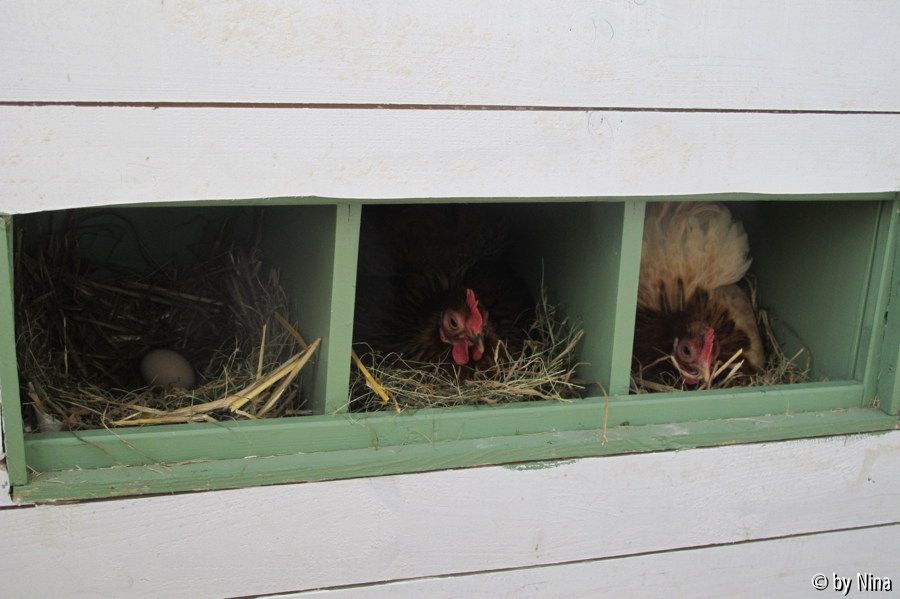 Gina und Elsa in den Nestboxen