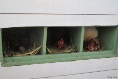 Gina und Elsa in den Nestboxen
