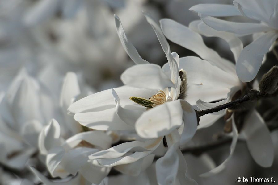 Stellata-Pracht