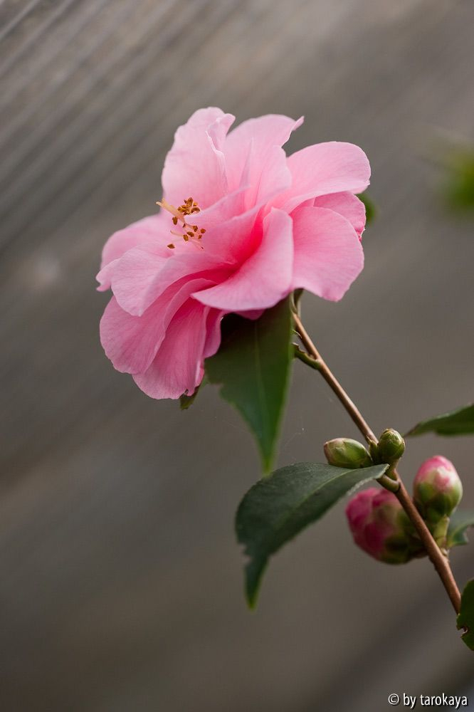 spring festival12