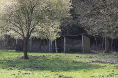 Blühender Baum und Schuppen - PEN