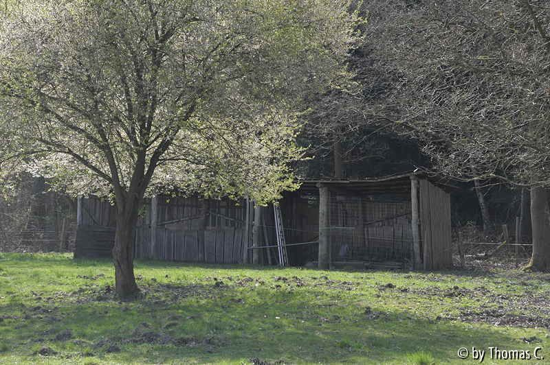 Blühender Baum und Schuppen - Nikon