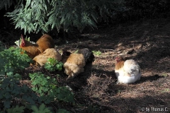 Cochins unterwegs