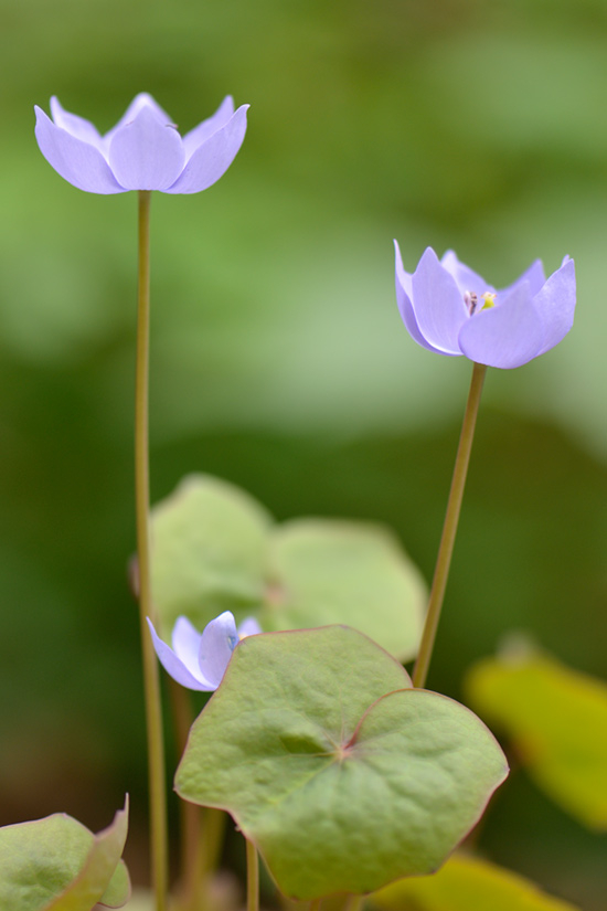 Jeffersonia dubia
