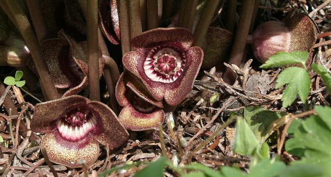 Asarum species
