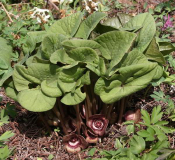 Asarum species
