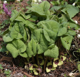 Asarum heterotropoides f. mandshurica