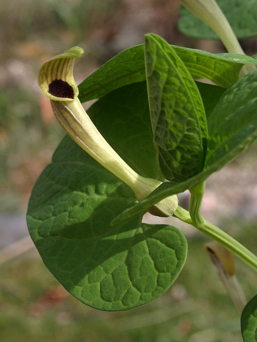 Aristolochia lutea