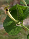 Aristolochia lutea