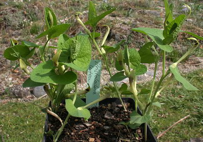 Aristolochia lutea