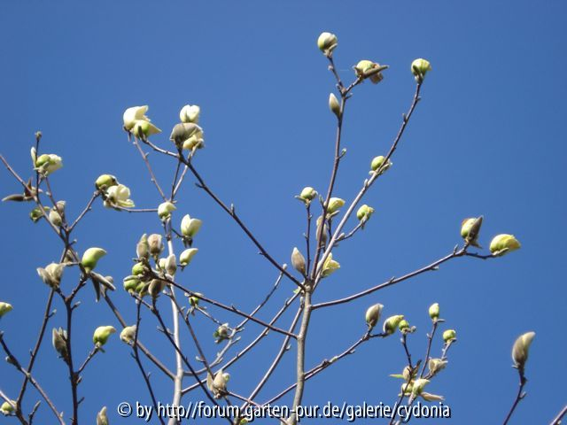 2012-04-02 Magnolia Butterflies